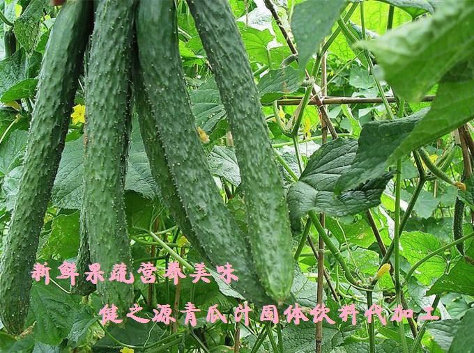 青瓜的六大營養價值，你知道嗎？